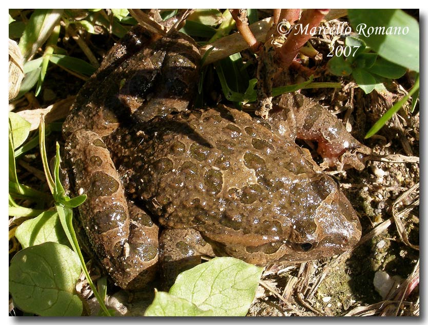 Incontro con il discoglosso dipinto (Discoglossus pictus)